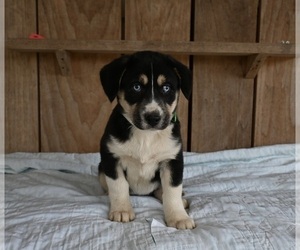 Beabull-Siberian Husky Mix Puppy for Sale in MILLERSBURG, Ohio USA