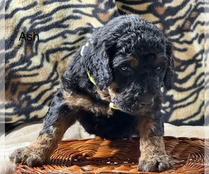 Bernedoodle (Miniature) Puppy for sale in CRAWFORDSVLLE, IA, USA