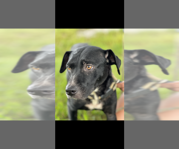 Medium Photo #2 Mutt Puppy For Sale in Abbeville, LA, USA