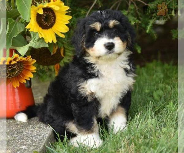 Medium Photo #5 Miniature Bernedoodle Puppy For Sale in MILLERSBURG, OH, USA