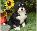 Small Photo #5 Miniature Bernedoodle Puppy For Sale in MILLERSBURG, OH, USA