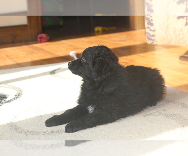 Medium Photo #2 Aussie-Poo Puppy For Sale in WESTCLIFFE, CO, USA