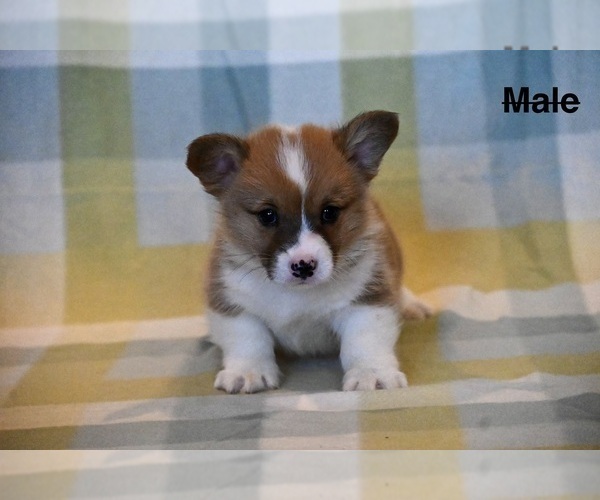 Medium Photo #8 Pembroke Welsh Corgi Puppy For Sale in GUTHRIE, KY, USA