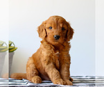 Small #1 Goldendoodle