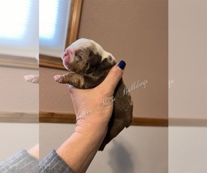 English Bulldog Puppy for sale in OOLOGAH, OK, USA