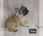 Small #5 French Bulldog