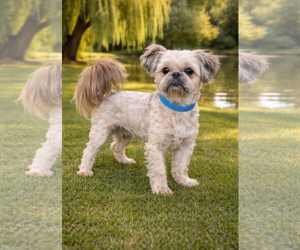 Medium Photo #1 Shih Tzu Puppy For Sale in Bon Carbo, CO, USA