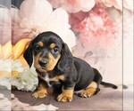 Small #4 Dachshund