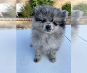 Pomeranian Puppy for sale in STANTON, CA, USA