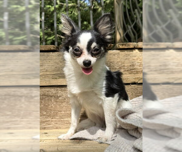 Medium Photo #5 Chiranian Puppy For Sale in Grafton, WI, USA