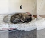Small Photo #5 Presa Canario Puppy For Sale in Uwchlan, PA, USA