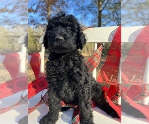 Goldendoodle Puppy for sale in PIEDMONT, SC, USA