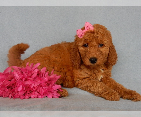 Medium Photo #11 Goldendoodle Puppy For Sale in MILLERSBURG, OH, USA
