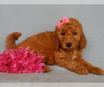 Small Photo #11 Goldendoodle Puppy For Sale in MILLERSBURG, OH, USA