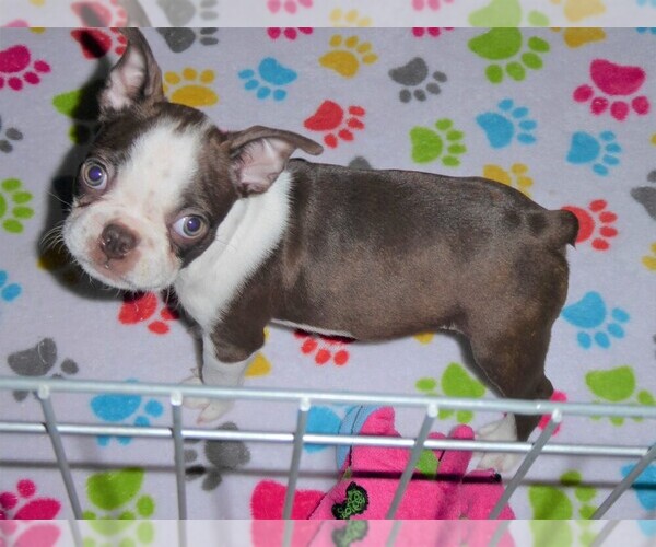 Medium Photo #5 Boston Terrier Puppy For Sale in ORO VALLEY, AZ, USA