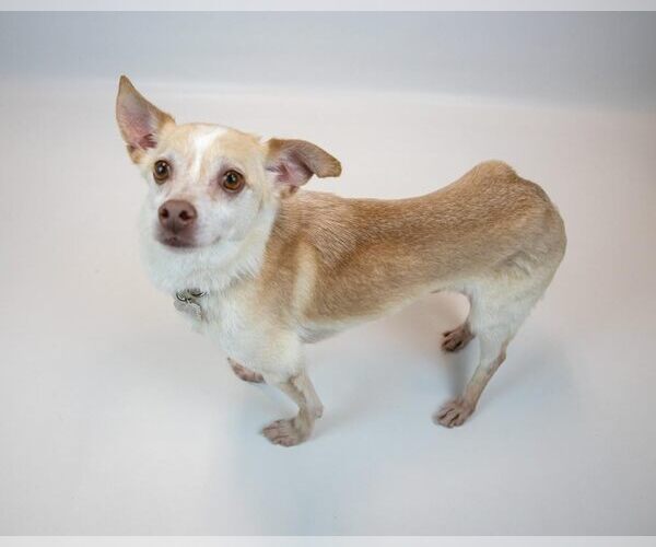 Medium Photo #6 Chihuahua-Unknown Mix Puppy For Sale in Kennesaw, GA, USA