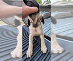 Small Photo #38 Mastiff Puppy For Sale in PARIS, IL, USA