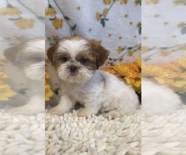 Medium Photo #3 Shih Tzu Puppy For Sale in MARTINSVILLE, IN, USA