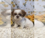 Small Photo #3 Shih Tzu Puppy For Sale in MARTINSVILLE, IN, USA