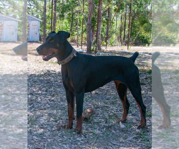 Medium Photo #9 Doberman Pinscher Puppy For Sale in FORT LAUDERDALE, FL, USA