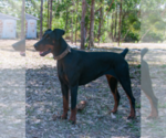 Small #8 Doberman Pinscher