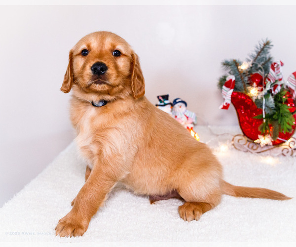 Medium Photo #20 Golden Retriever Puppy For Sale in WAKARUSA, IN, USA