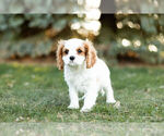 Small #3 Cavalier King Charles Spaniel