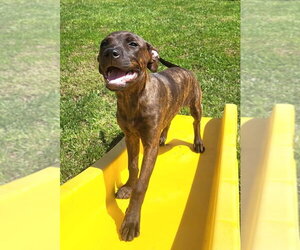 American Pit Bull Terrier-Unknown Mix Dogs for adoption in Germantown, OH, USA