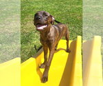 Small American Pit Bull Terrier Mix