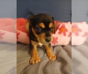 Chiweenie Puppy for sale in SOUTH MILWAUKEE, WI, USA