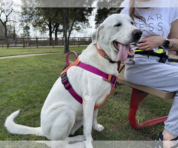 Medium Photo #7 Great Pyrenees-Unknown Mix Puppy For Sale in Houston, TX, USA