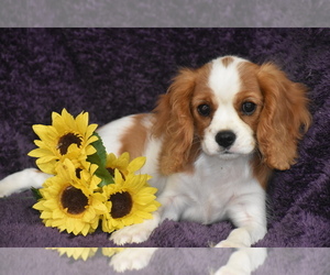 Cavalier King Charles Spaniel Puppy for sale in ELDORADO, OH, USA