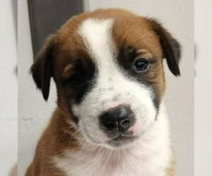 American Staffordshire Terrier-Border Collie Mix Dogs for adoption in Lake Forest, CA, USA