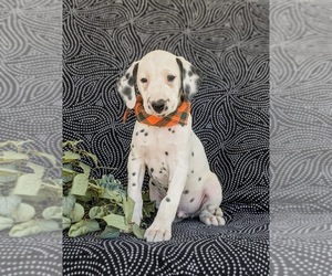 Dalmatian Puppy for sale in QUARRYVILLE, PA, USA