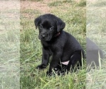 Small Photo #16 Labrador Retriever Puppy For Sale in GLADSTONE, VA, USA