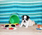 Small Photo #38 Chihuahua Puppy For Sale in CHARLESTON, AR, USA