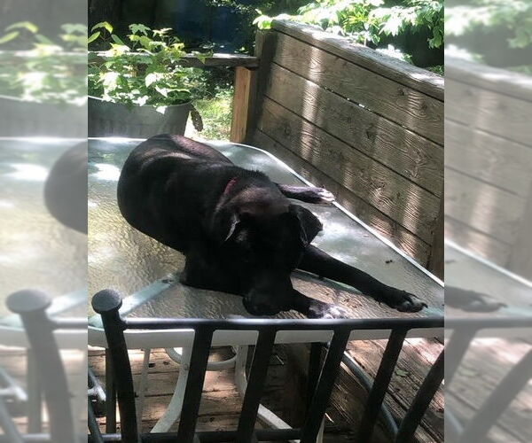 Medium Photo #8 Labrador Retriever-Unknown Mix Puppy For Sale in Atlanta, GA, USA