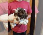 Small #7 Poodle (Miniature)