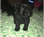 Small Photo #4 Carnauzer Puppy For Sale in SALEM, OR, USA