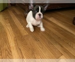 Small Photo #3 French Bulldog Puppy For Sale in TOWSON, MD, USA