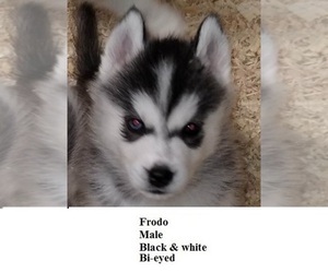 Siberian Husky Puppy for sale in KENNEWICK, WA, USA