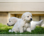 Small Photo #4 English Cream Golden Retriever Puppy For Sale in E WENATCHEE, WA, USA