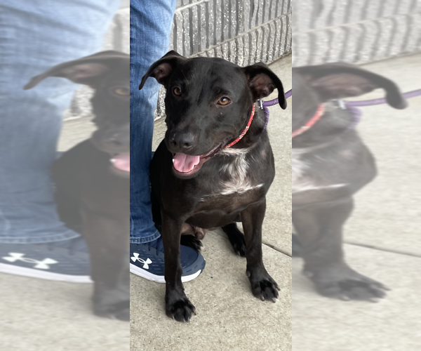 Medium Photo #4 Labrador Retriever-Staffordshire Bull Terrier Mix Puppy For Sale in Conway, AR, USA