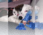 Small #3 Doxle