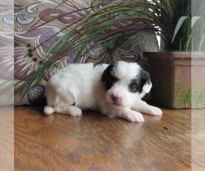 Wapoo Puppy for sale in LE MARS, IA, USA