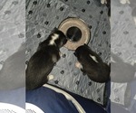 Small Photo #25 Siberian Husky Puppy For Sale in ALTON, IL, USA