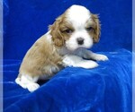 Small Photo #5 Cavalier King Charles Spaniel Puppy For Sale in NORWOOD, MO, USA