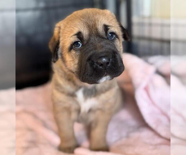 Medium Photo #2 Labrador Retriever-Unknown Mix Puppy For Sale in San Diego, CA, USA