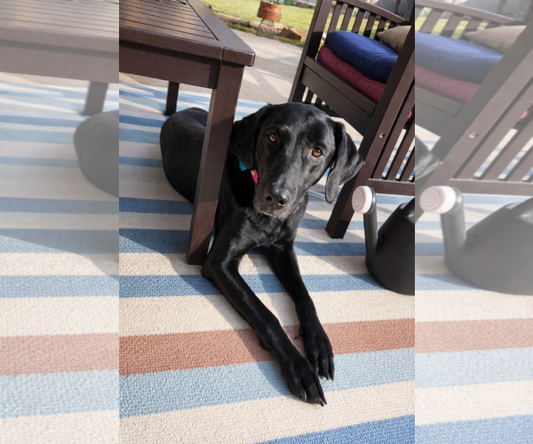 Medium Photo #2 Mutt Puppy For Sale in Euless, TX, USA