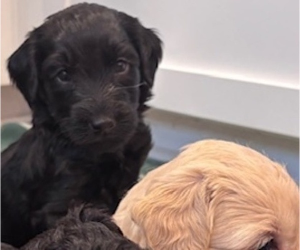 Medium Photo #32 Schnoodle (Giant) Puppy For Sale in ANDERSON, CA, USA